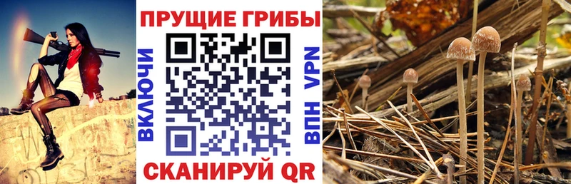 магазин продажи наркотиков Касимов Псилоцибиновые грибы прущие грибы